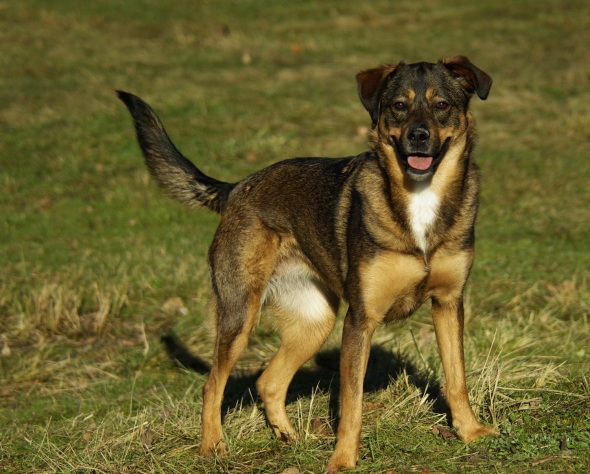 Jana Stolzenburg fotografiert Hunde